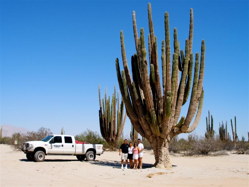 Valley of the Giants in Baja California, Mexico
