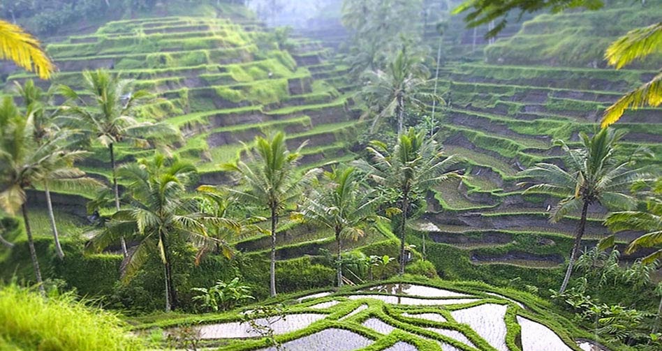 The most impressive and famous rice fields on the island of Bali