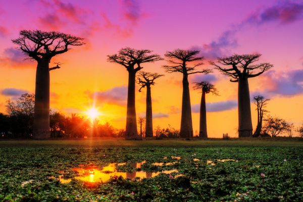 The Avenue of the Baobabs, the most photographed place in western Madagascar.