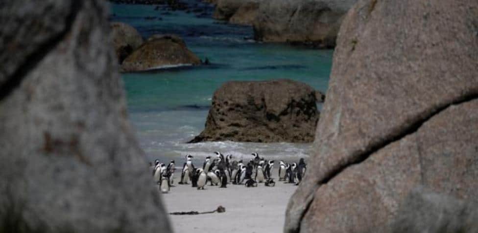 Boulders Beach – Penguin Beach in Cape Town, South Africa.